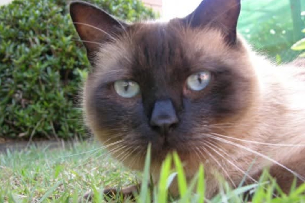 Khan the cat